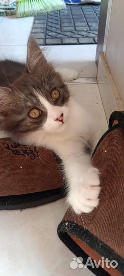 Котята в добрые руки мальчики