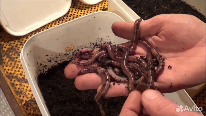 Червь дендробена