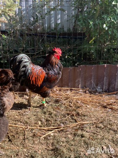 Барневельдер семья цыплята/куры