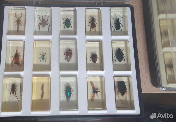 Насекомые и их знакомые