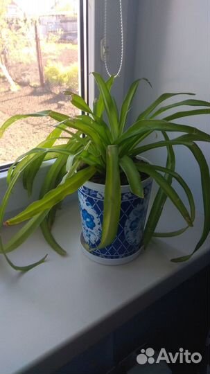 Хлорофитум