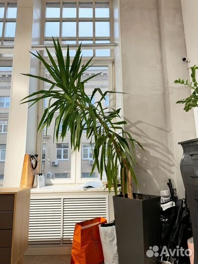 Пальма юкка 4 метра высотой