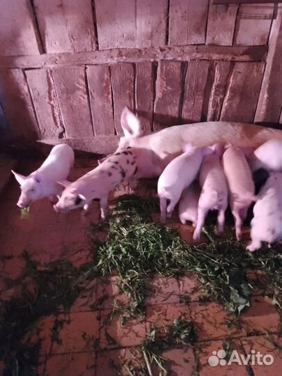 Поросята
