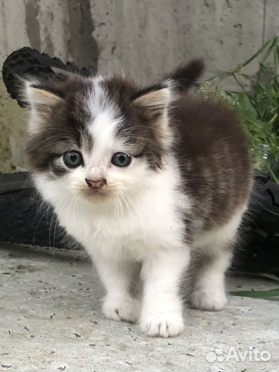 Кошка (пока не выросла)