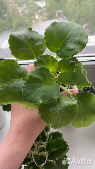 Фиалки детки