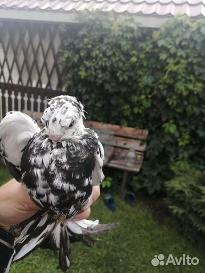 Голуби узбекские