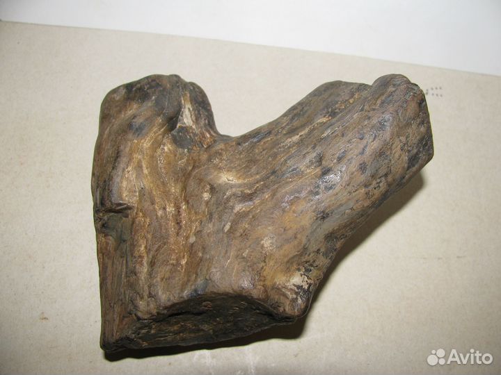 Окаменелое дерево (в коллекцию)