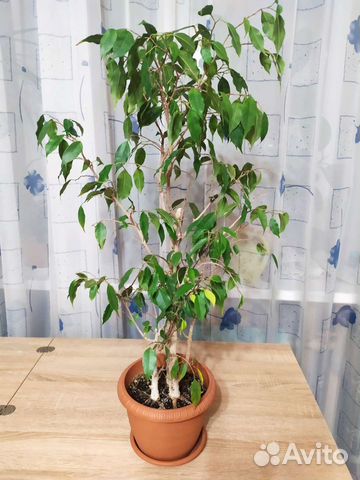 Фикус бенджамина большой