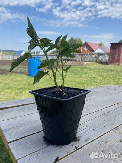 Малина Таруса