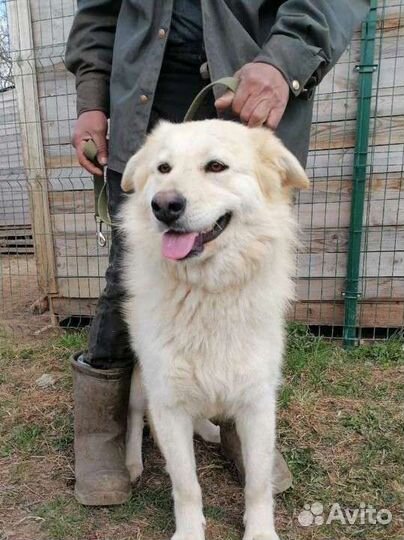 Шикарная, пушистая Снежана ищет дом в добрые руки