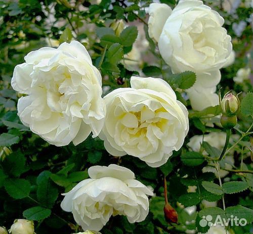 Роза-ругоза, шиповник зкс