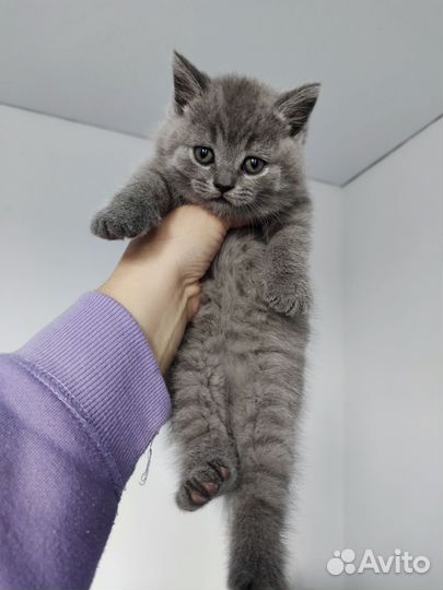 Шотландское счастье)