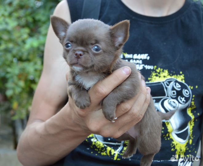 Чихуахуа девочка