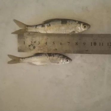 Живец плотва