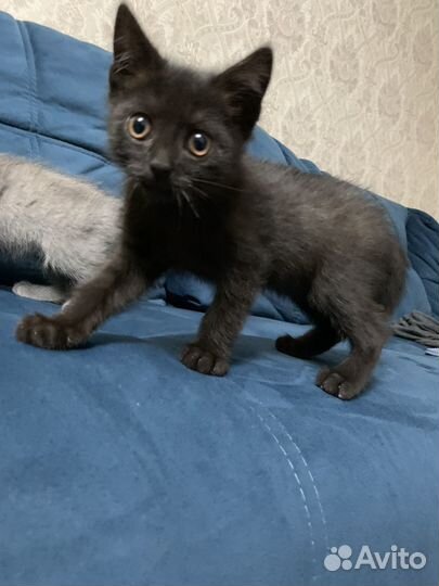 Котенок в добрые руки