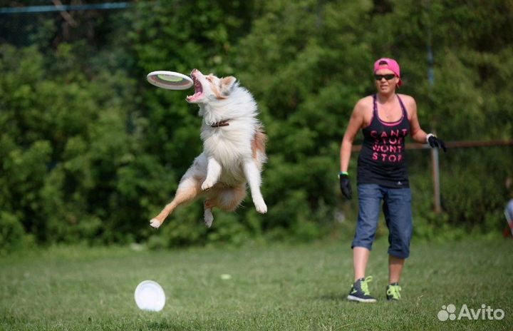 Профессиональный тренинг для собак и их владельцев