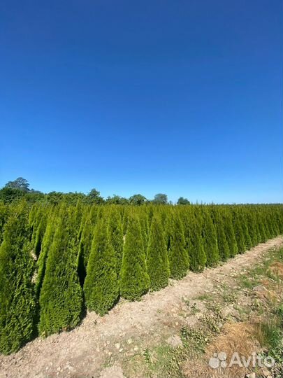 Туя Смарагд 140 см из питомника