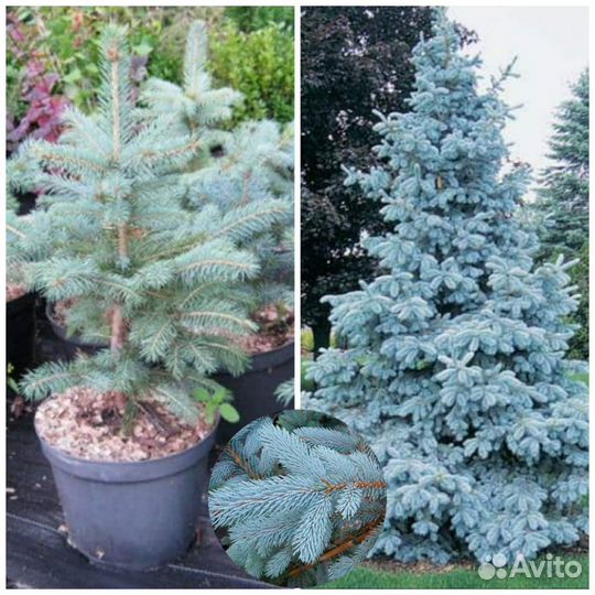 Ель голубая