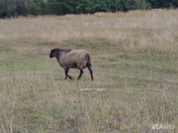 Овцы баран