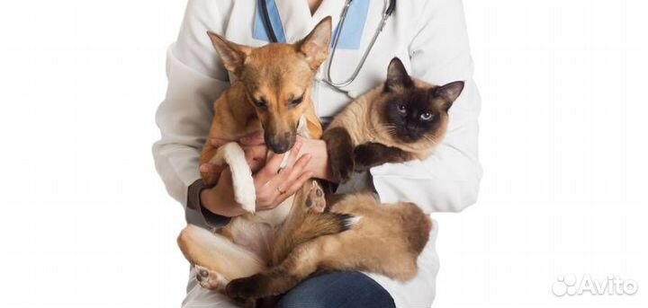 Стерилизация домашних животных