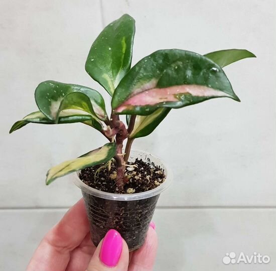 Хойя бразил,обовата,виллоза