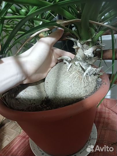 Бокарнея нолина