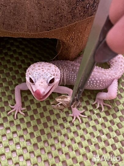 Эублефар самка