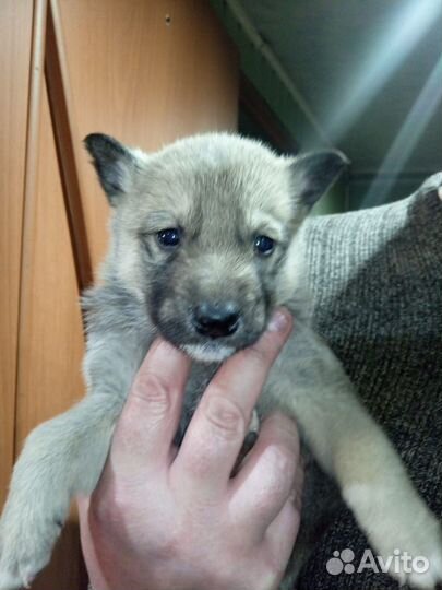 Щенки волэнд в дар