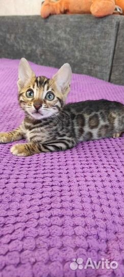 Роскошные бенгальские котята