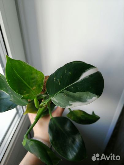 Филодендрон white wizard, белый волшебник