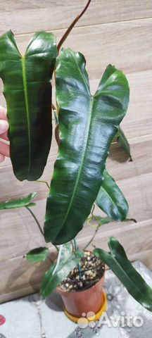 Филодендрон Биллитау Блэк