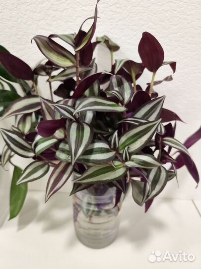 Традесканция зебрина