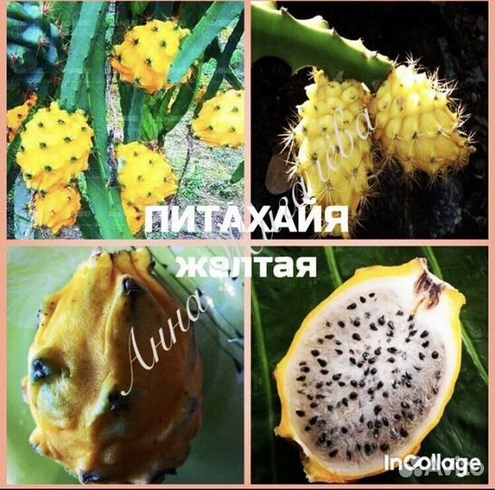 Питахайя (саженцы и семена)