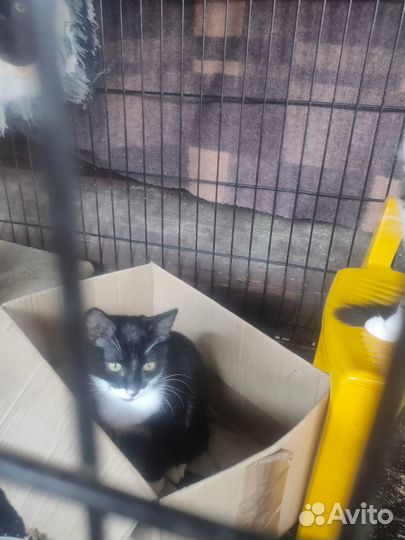 Котята в семью