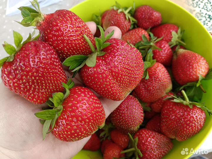 Клубника ремонт. и летняя новые сорта