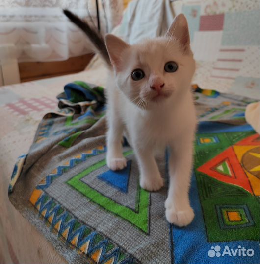 Котята, 2 мес