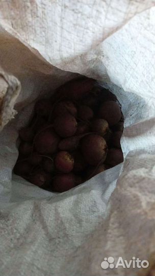 Продам картофель