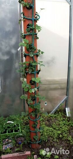 Вертикальные и горизонтальные грядки для помещений