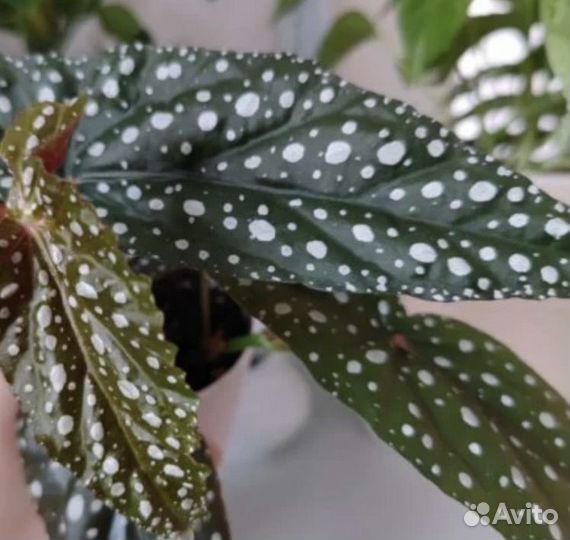 Бегония макулата