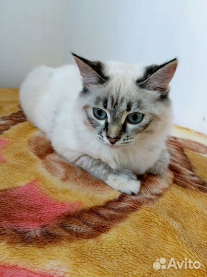 Зоогостиница, передержка животных в домашних услов