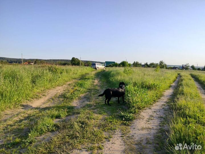 Кобель лабрадора вязка