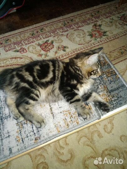 Котята дикого окраса. Курильские бобтейлы