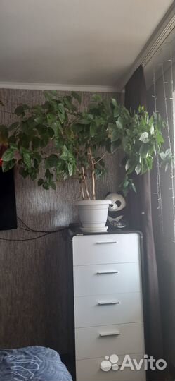 Китайская роза
