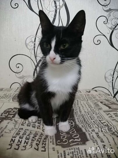 Стерилизованная кошечка