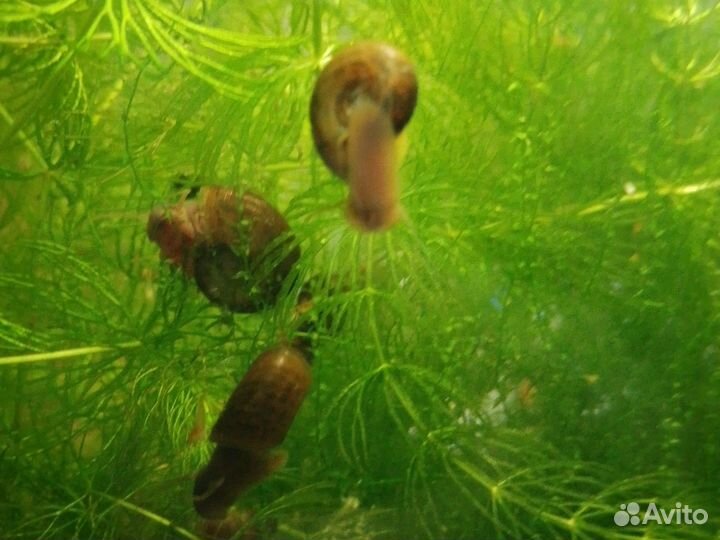 Улитки катушка