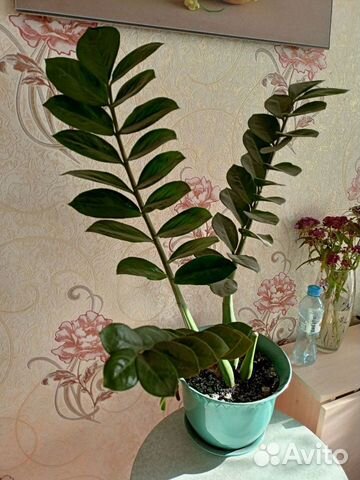 Долларовое дерево