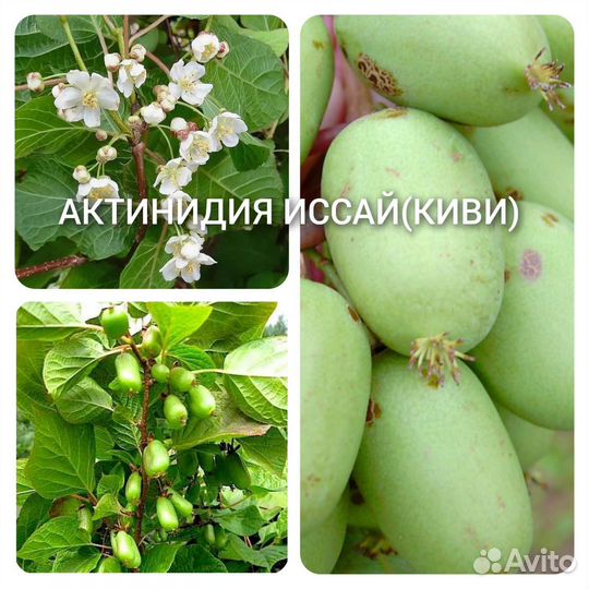Лианы и вьющиеся