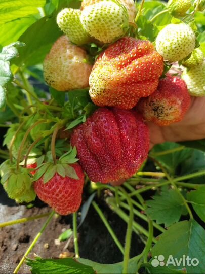 Рассада клубники усы с корнями