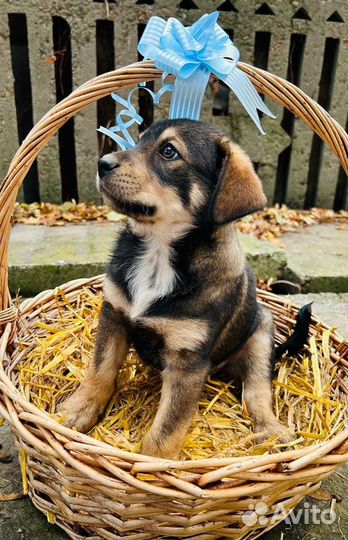Щенок собака в добрые руки бесплатно метис