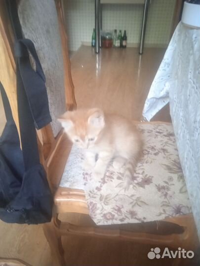 Котик в добрые руки